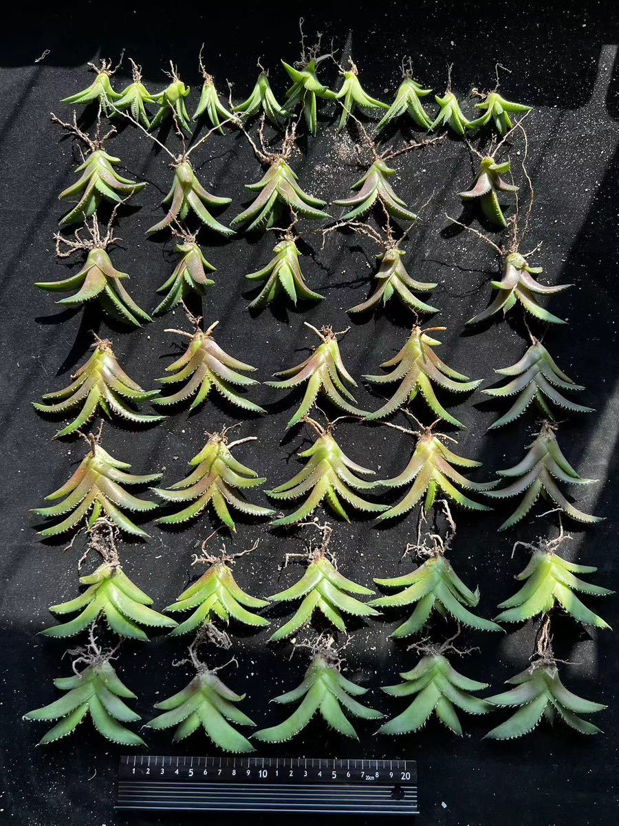 B-14アガベ多肉植物 【特選】チタノタ 蟹 カニ10株+ゴリ猫10株