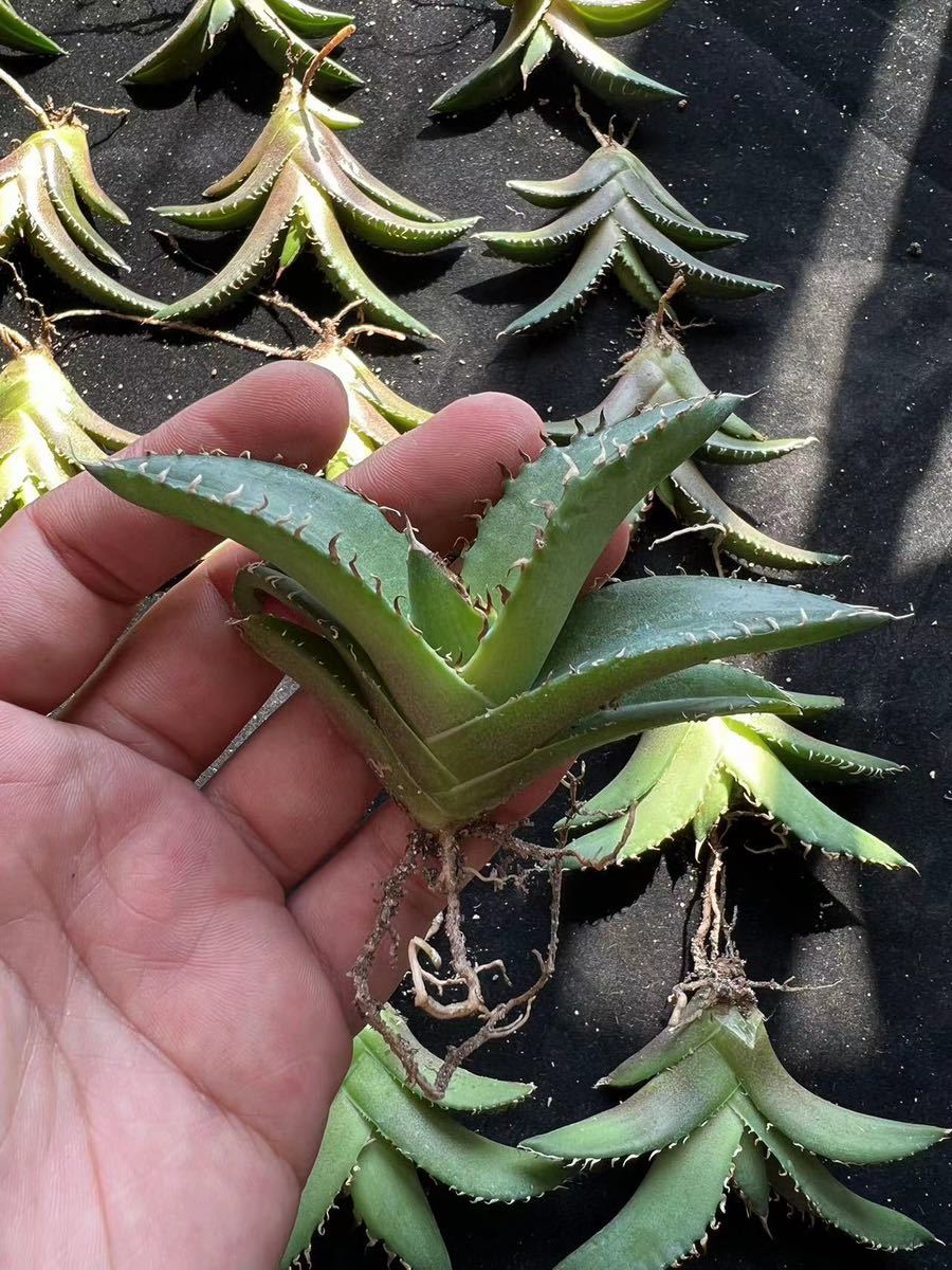 B-14アガベ多肉植物 【特選】チタノタ 蟹 カニ10株+ゴリ猫10株