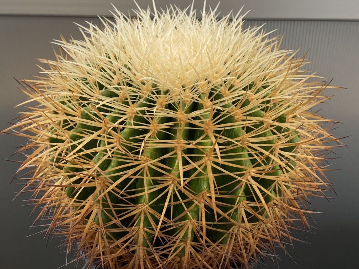 CO☆502 金鯱 エキノカクタス☆ サボテン 多肉植物 | エキノカクタス