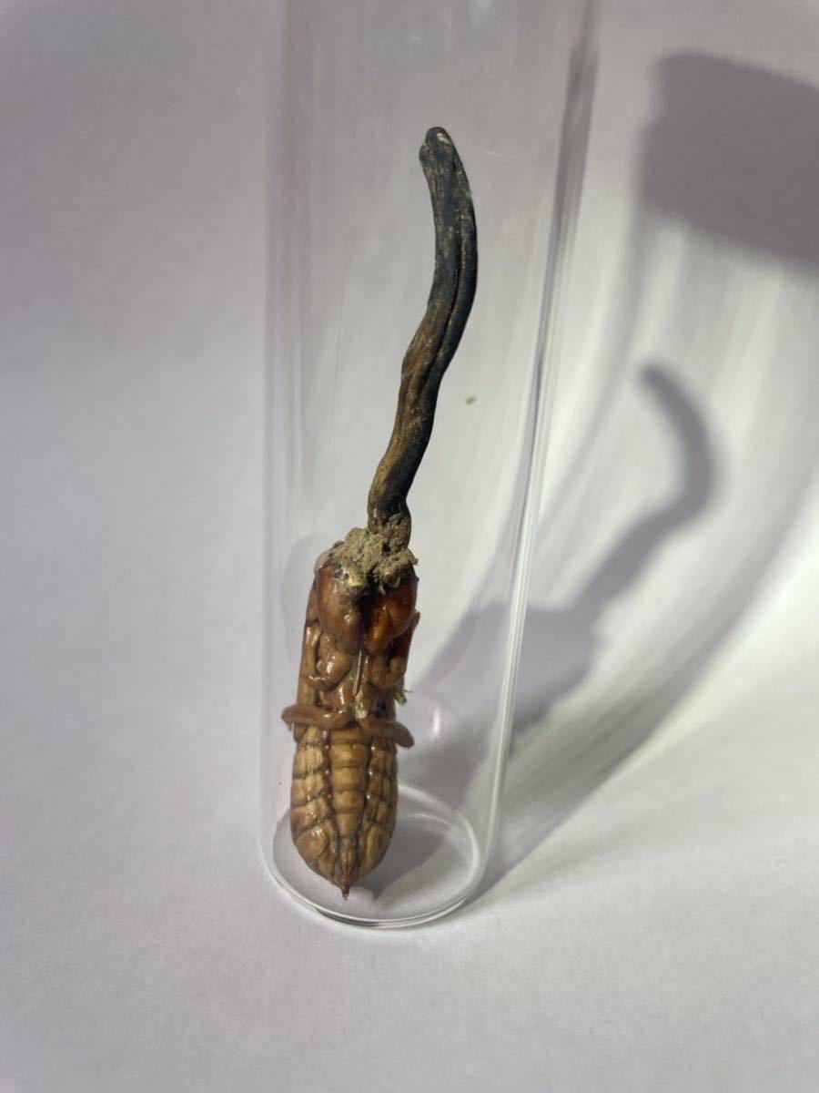 冬虫夏草 セミタケの一種 - 標本 大きく発達した子実体 昆虫標本 Yahoo