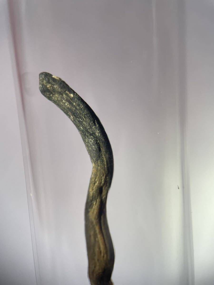 セミタケ昆虫標本