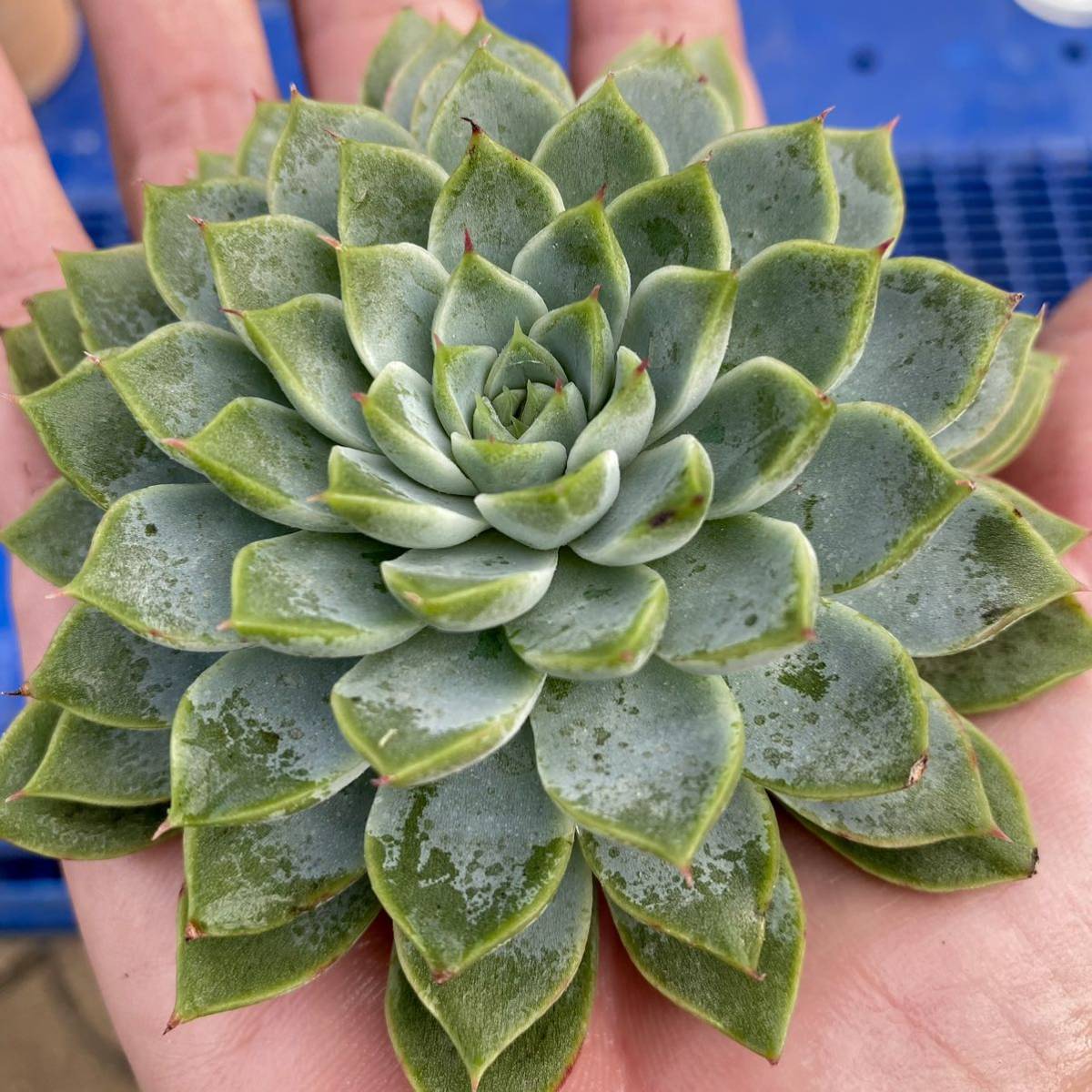 12 ヒアリナhyb.【特大苗】 【多肉植物】【エケベリア】【一律送料 