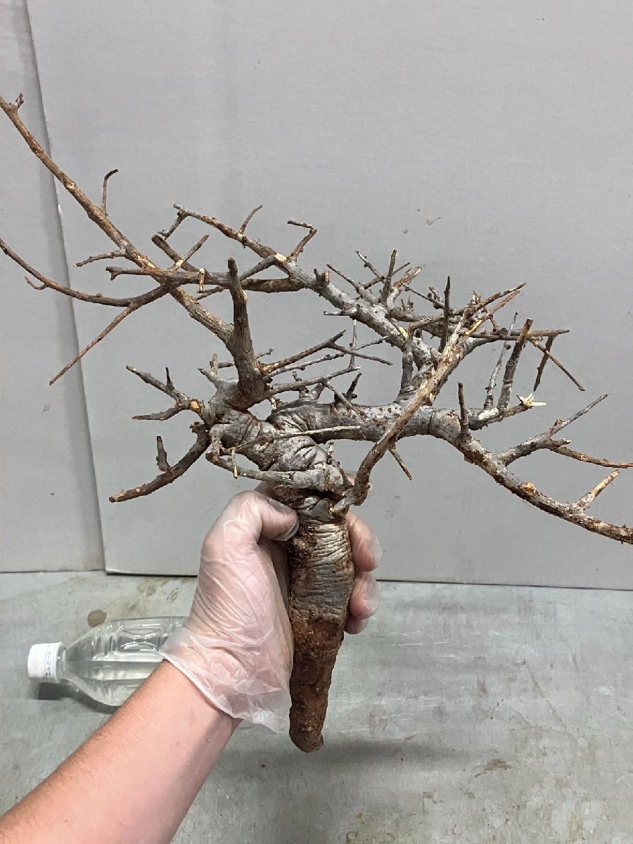 モ6938 「塊根植物」ボスウェリア ネグレクタ 抜き苗【9/28最新到着