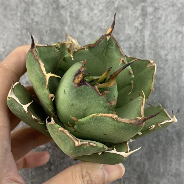 レ*君様 F12067★オークション★イラン産 アガベ チタノタ ローズ 極上大 レ*君様 F12067☆オークション☆イラン産 アガベ チタノタ ローズ 極上