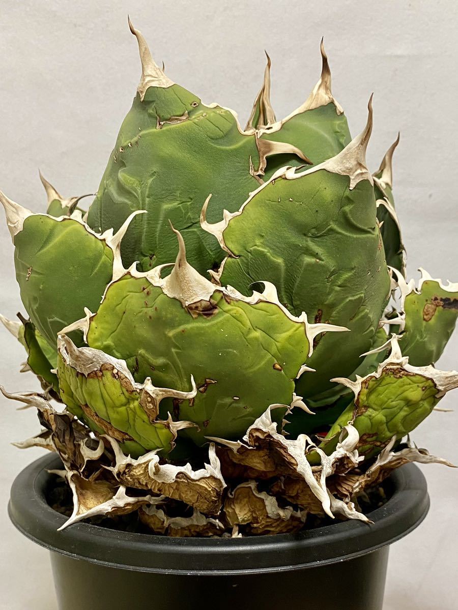 【極上子株】Agave アガベ 白鯨(検 清櫻 白犀牛 SAD スーパー チタノタ FO76 シーザー ゴリ猫 悪魔 titanota 白毫刺 皇冠