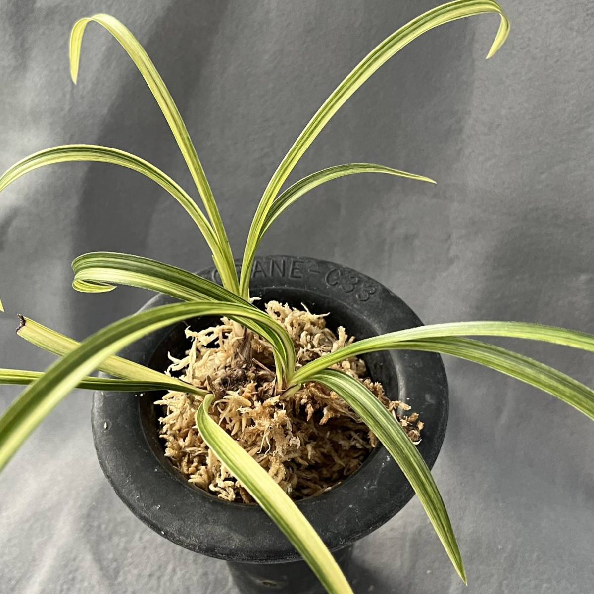 韓国春蘭　『無銘曙縞』3本立 日本春蘭　中国蘭　寒蘭　東洋蘭　山野草　多肉植物 韓国春蘭 『無銘曙縞』3本立 日本春蘭 中国蘭 寒蘭 東洋蘭 山野草