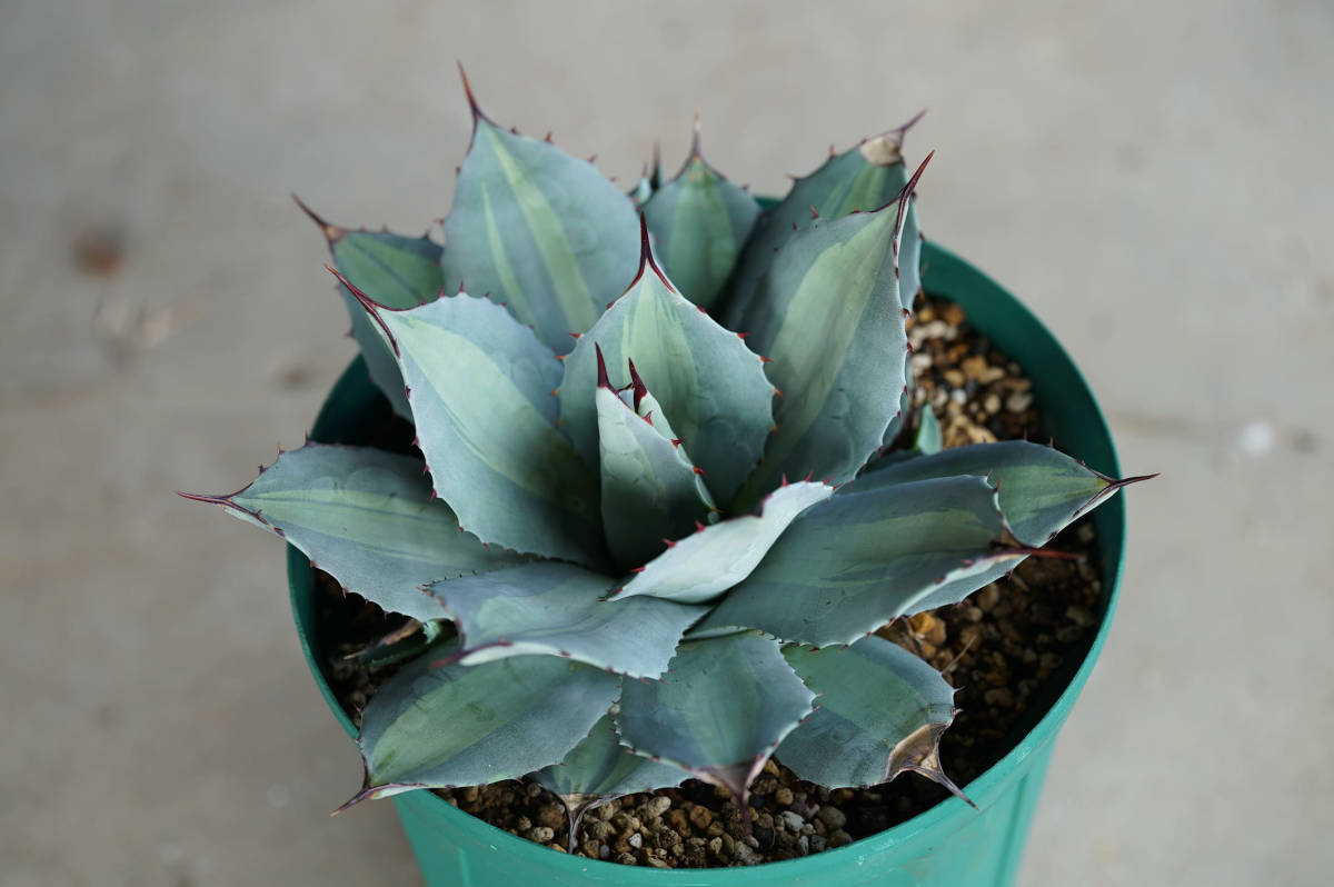 極耐寒アガベ パリー ホーチエンシス 大株 地植え元気株 Ⅱ 極耐寒