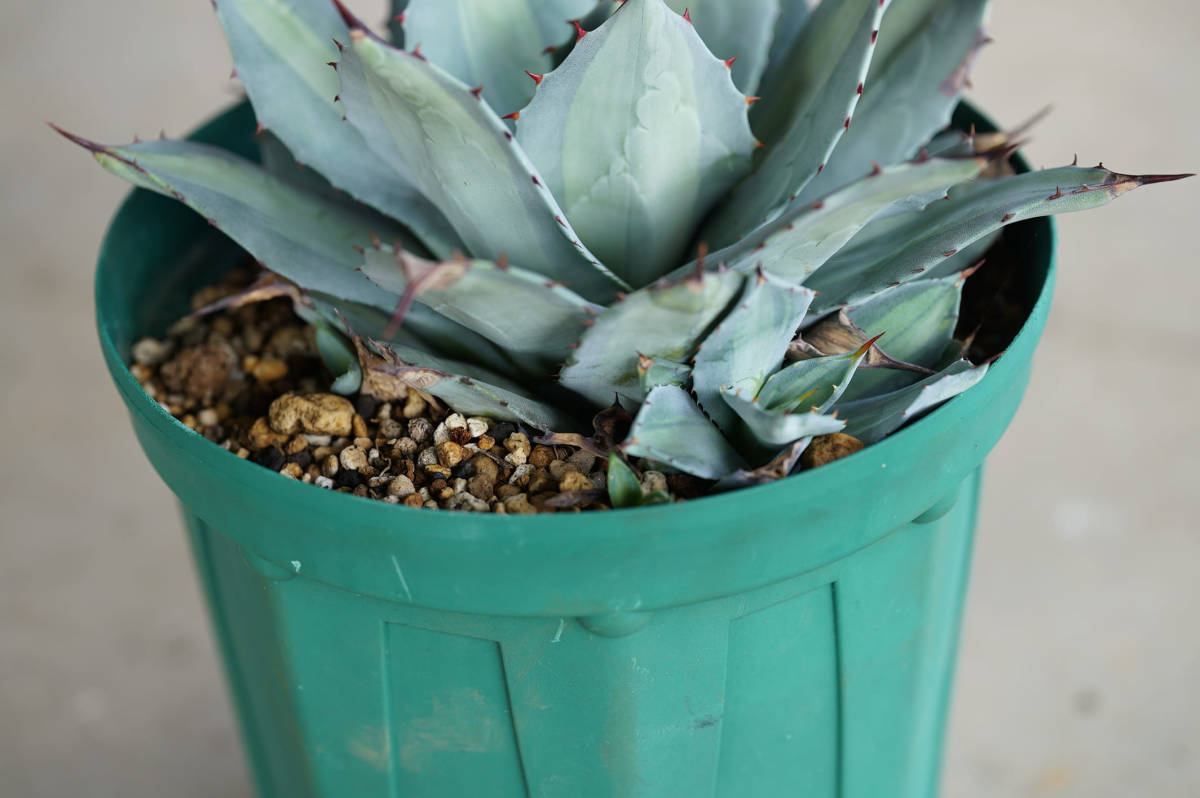 極耐寒アガベ パリー ホーチエンシス 大株 地植え元気株 Ⅱ 極耐寒