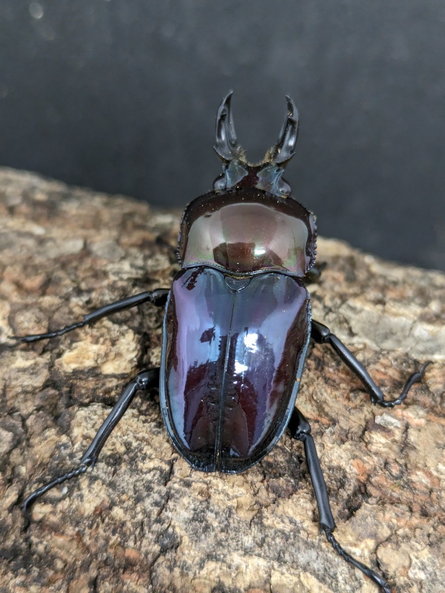 光沢、発色共に最高クラス！ニジイロクワガタ、青系紫紺ピカール♂単