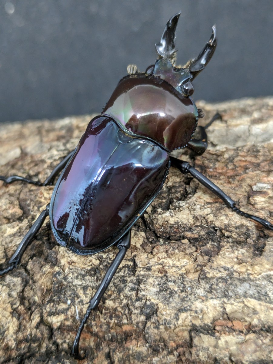 光沢、発色共に最高クラス！ニジイロクワガタ、青系紫紺ピカール♂単