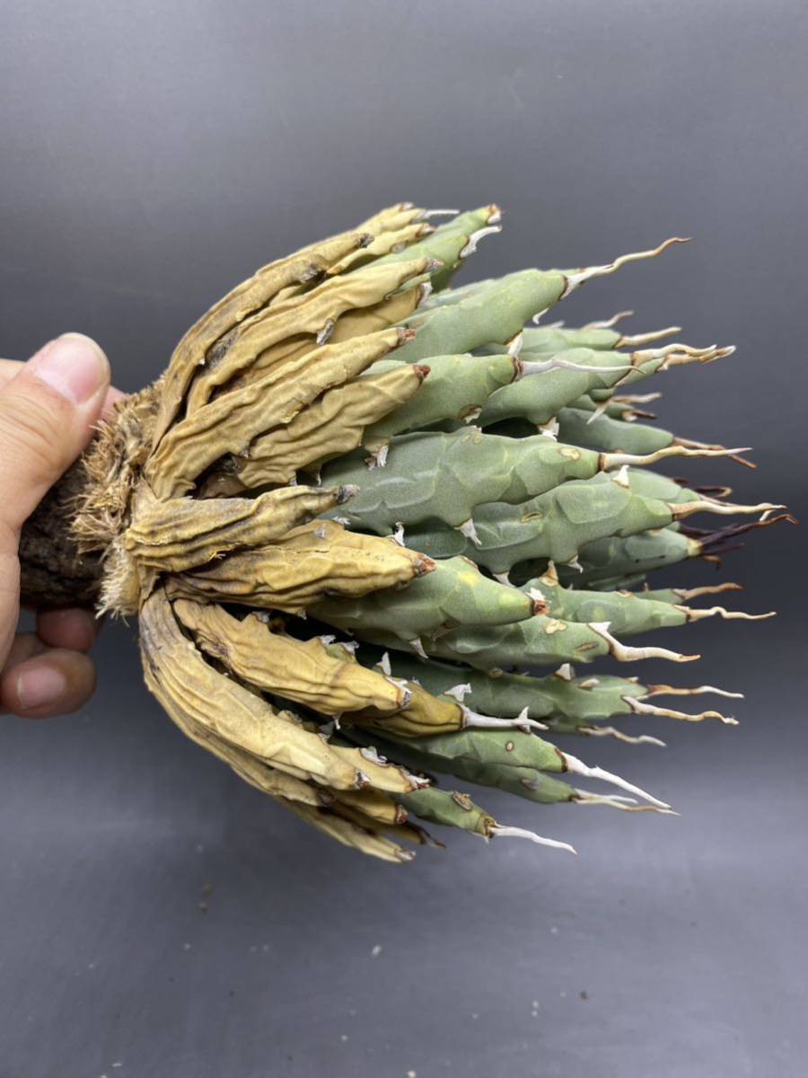 アガベ ユタエンシス 陽炎蕾形厚肉粗曲棘 Agave utahensis S1010-90 陽炎蕾