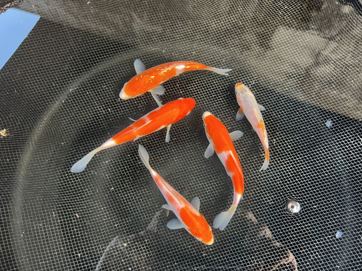 大量販売【錦鯉】稚魚20匹 (無選別) 遅ればせながら年始の初売りにお越し