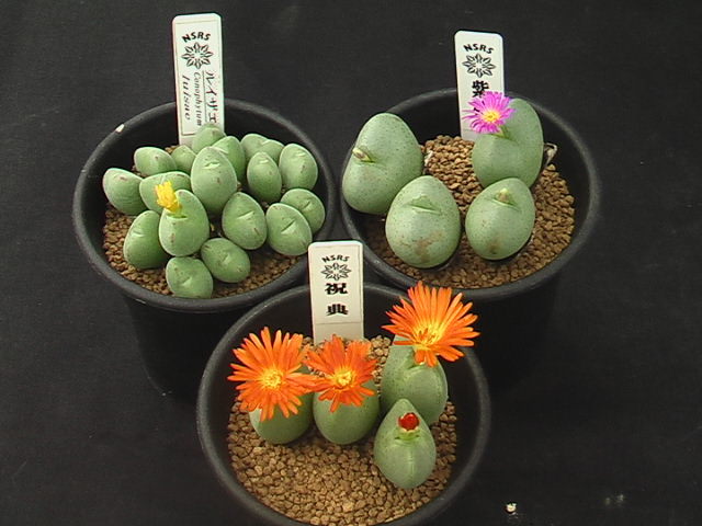 奈研 サボテン 多肉植物 573 コノフィツム3種set ルイザエ/祝典/紫苑