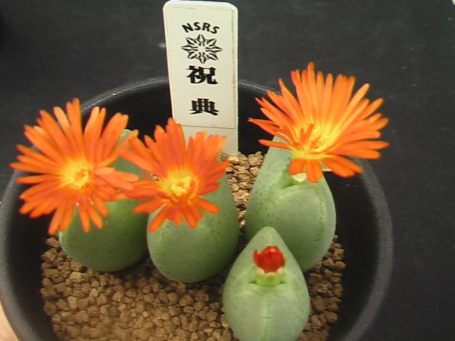 奈研 サボテン 多肉植物 573 コノフィツム3種set ルイザエ/祝典/紫苑
