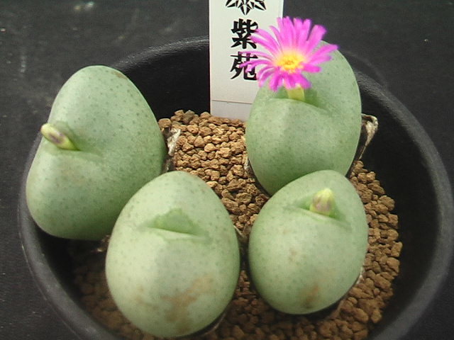 奈研 サボテン 多肉植物 573 コノフィツム3種set ルイザエ/祝典/紫苑