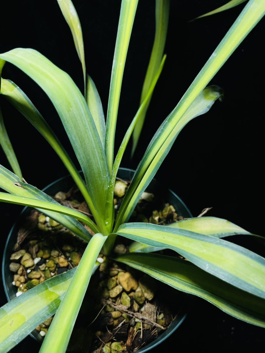 ユッカ　プレミアムゴールド