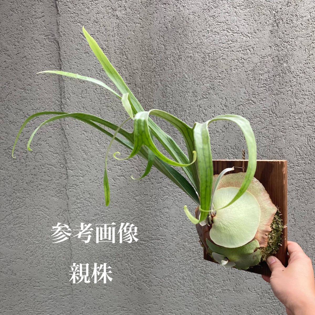 Dwarf - type クルクル系株 'Dwarf' type⁄ビカクシダ メルカリ