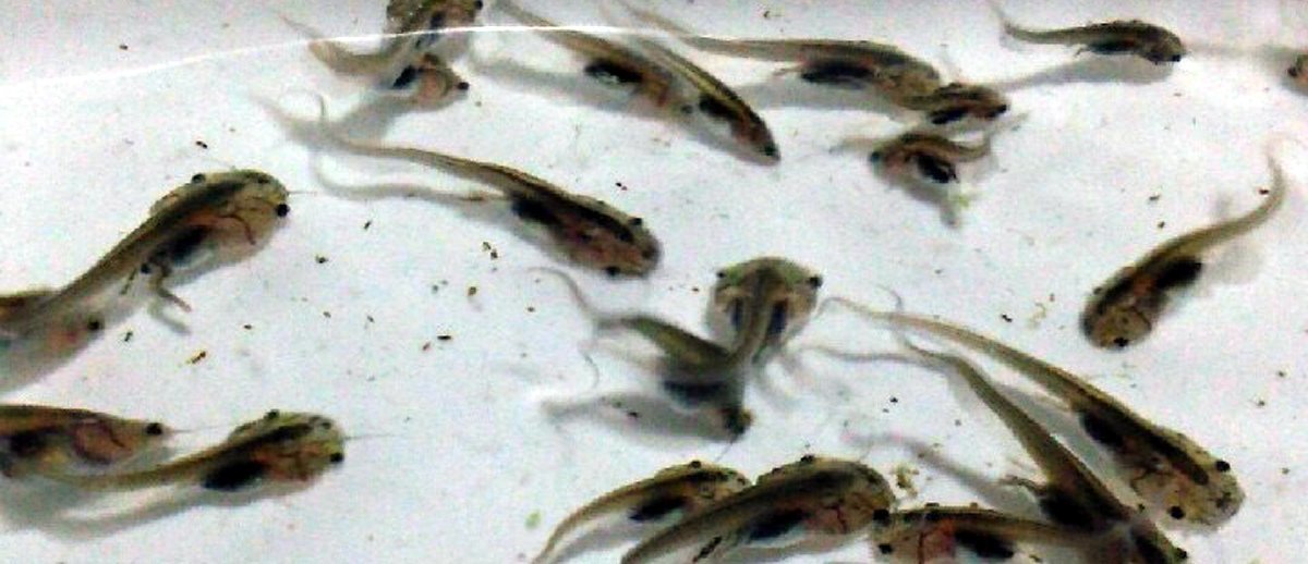 【養殖場直送】アフリカツメガエル(オタマジャクシ・2～3cm） ５０匹