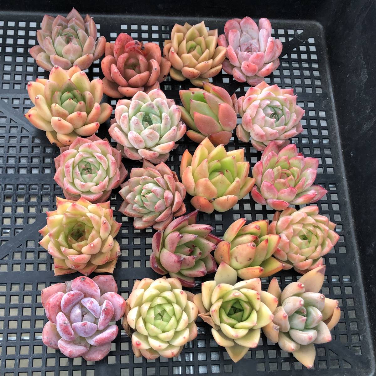 * Top エケベリア20個 1011-OI18 多肉植物 カット
