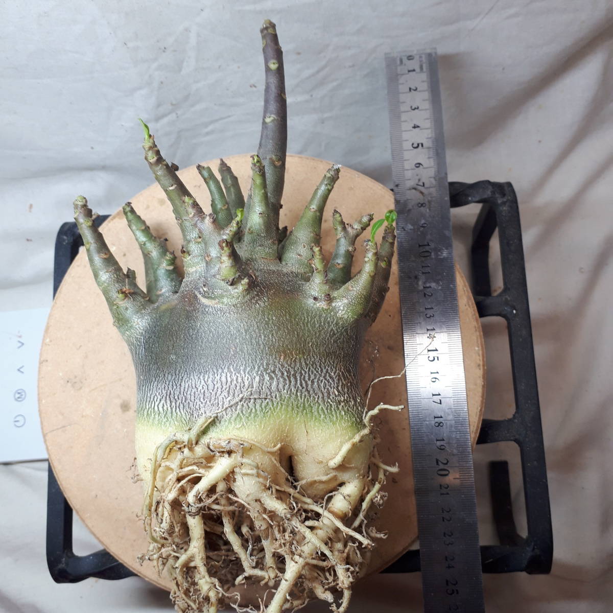 大苗BLACK【ブラックドワーフ苗極太27cm】BLACKアデニウムドワーフ　BBN23