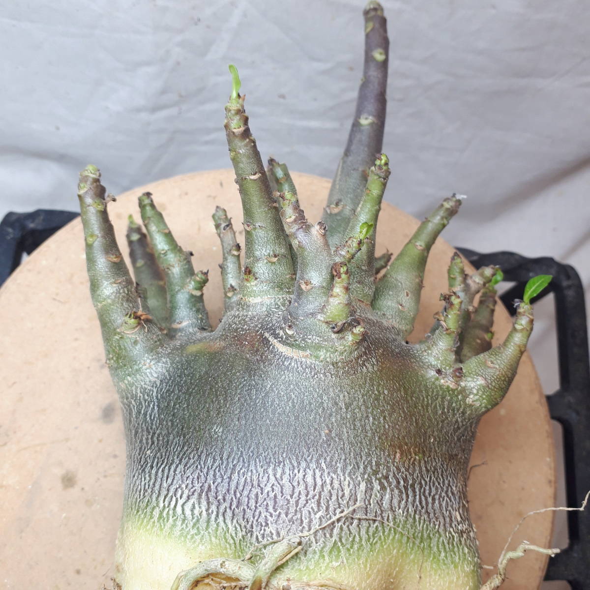 大苗BLACK【ブラックドワーフ苗極太27cm】BLACKアデニウムドワーフ　BBN23