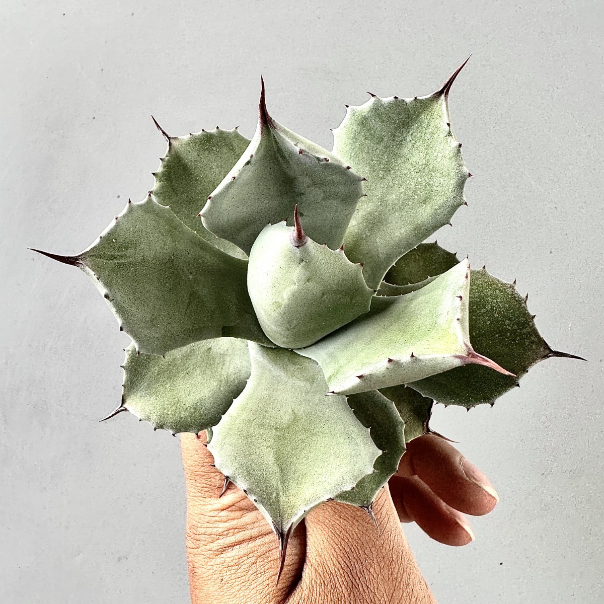 Yahoo!オークション - アガベ (観葉植物) の落札相場 「天使」アガベ