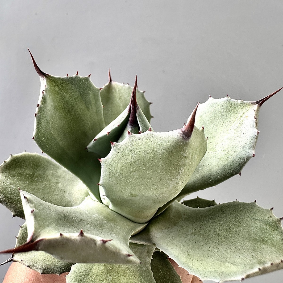 Yahoo!オークション - アガベ (観葉植物) の落札相場 「天使」アガベ