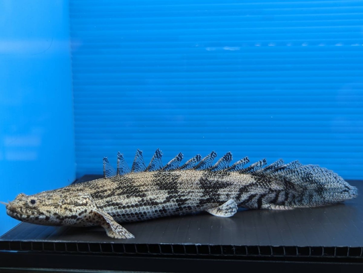 ポリプテルス ラプエン 腹ごま セミショート気味 約16cm 色かなり 