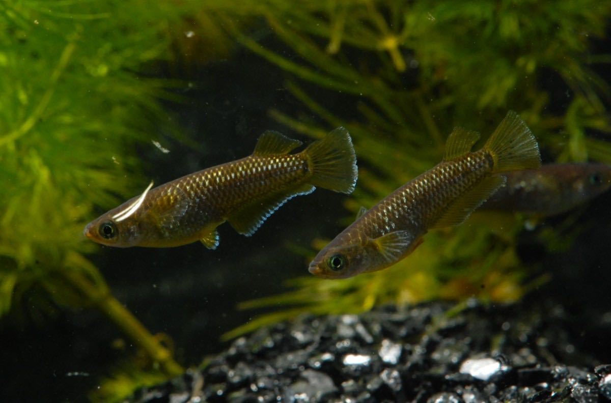 【Aqua Lux】 ブラックマンバ　２ペア　めだか アクアルークス