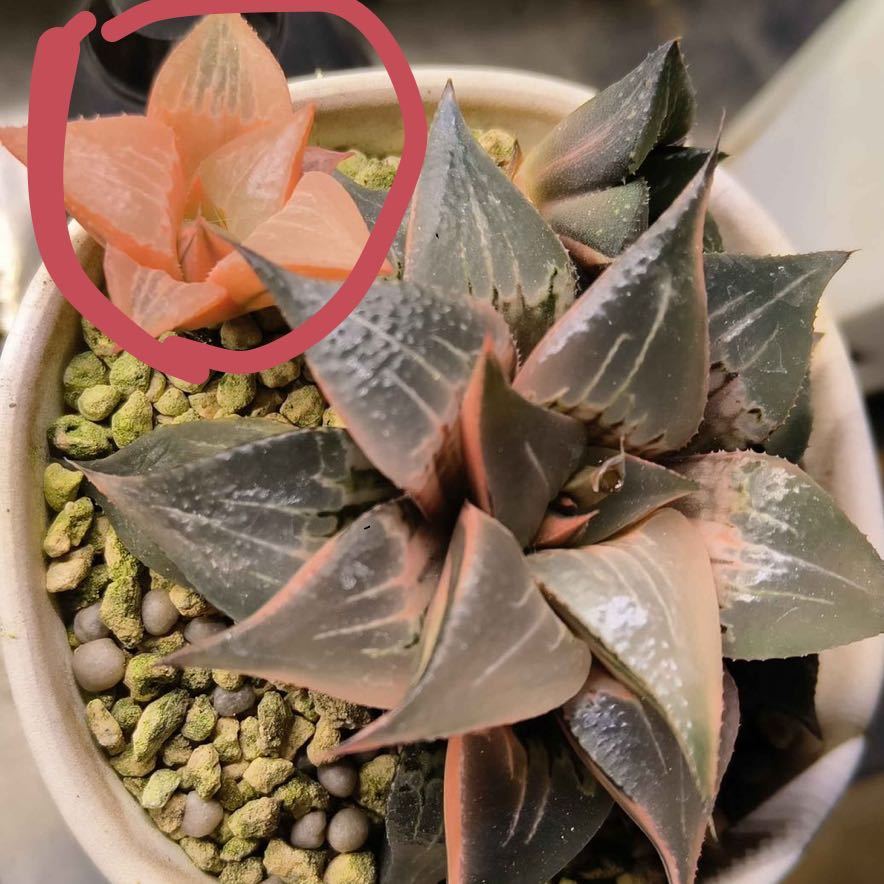 多肉植物 ハオルチア ハオルシア ハオルチアオブツーサ 酒呑童子 糊斑