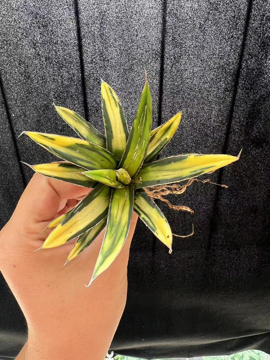 C-7アガベ【特選】 多肉植物ヴィクトリアレジーナ　サンキング極上株