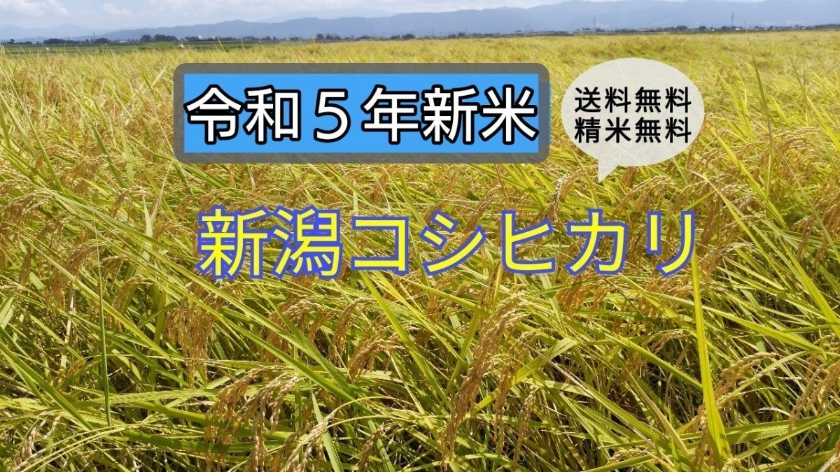 生産農家直送！新潟コシヒカリ玄米10kg 食品 玄米 コシヒカリ 一等米