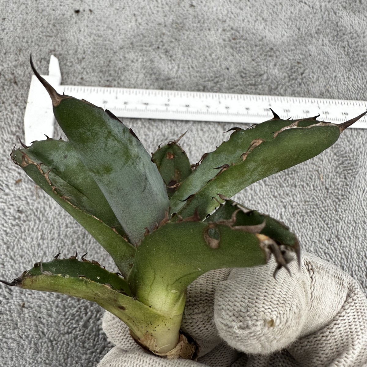 Q36 ”BEAST” ビースト 極上子株 多肉植物 アガベ チタノタ Agave 
