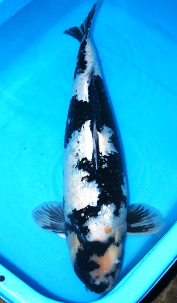 銀鱗浅黄」錦鯉 の落札 (魚類、水生生物) Yahoo!オークション 面迫養鯉