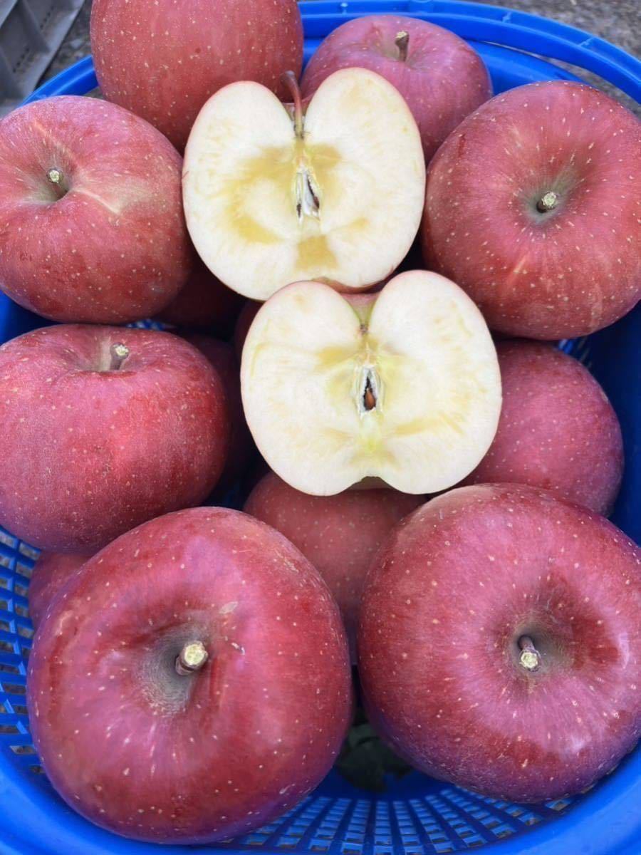 青森県　弘前市産　サンふじ　19kg 加工用　生食可③