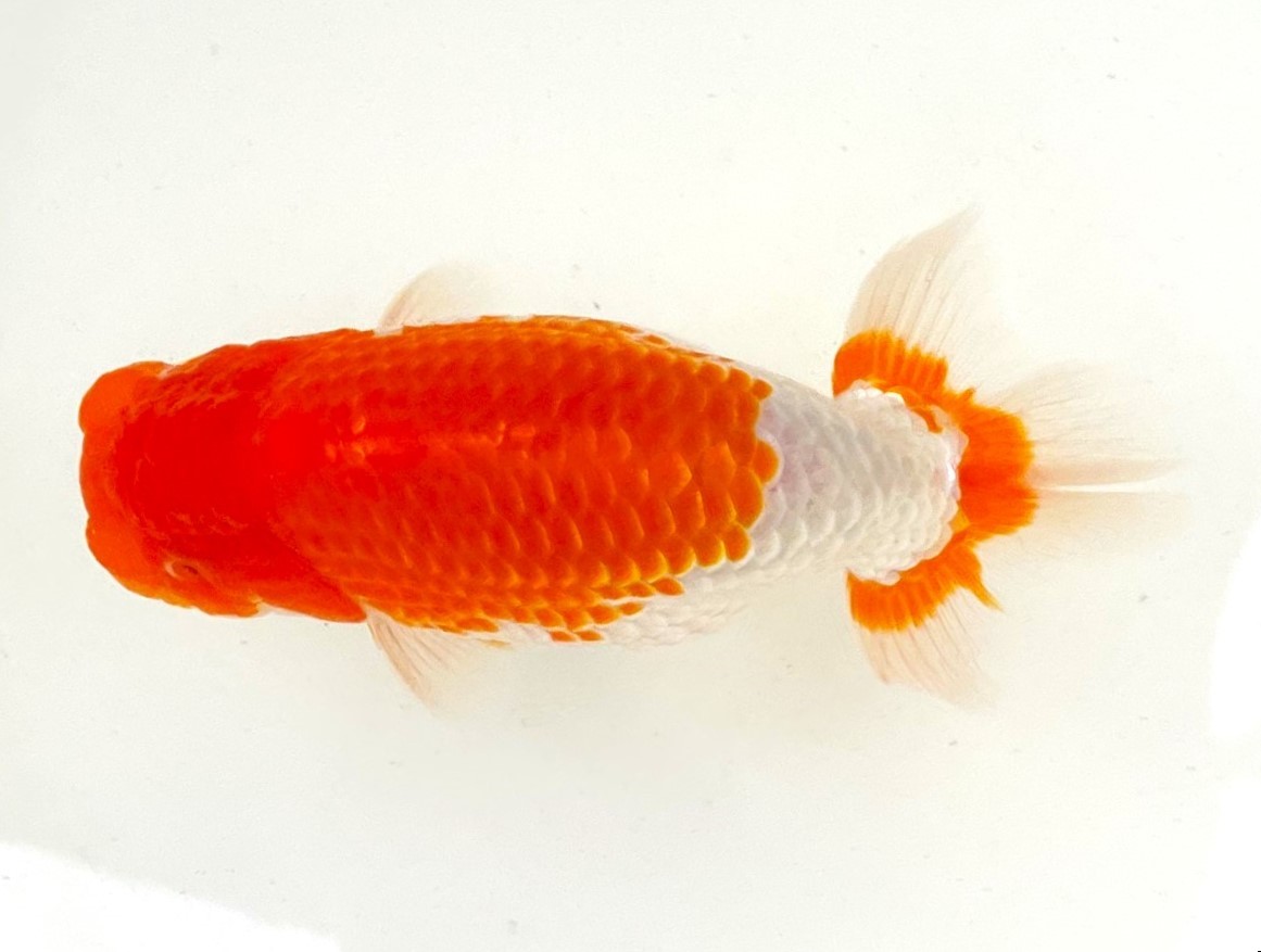 【蘭鋳鈴蘭】★ 日らん入賞魚系統 当歳らんちゅう Ｎo.１