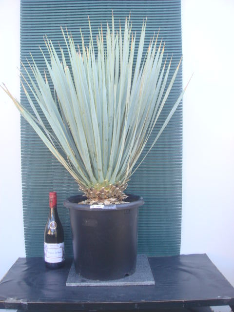 超美形。yucca rostrata ユッカ ロストラータ 極太株 ドライガーデン a