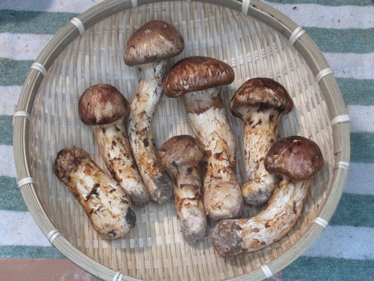 いい松茸採れてます◇ヤフー500特上X29◇広島県産松茸500g◇