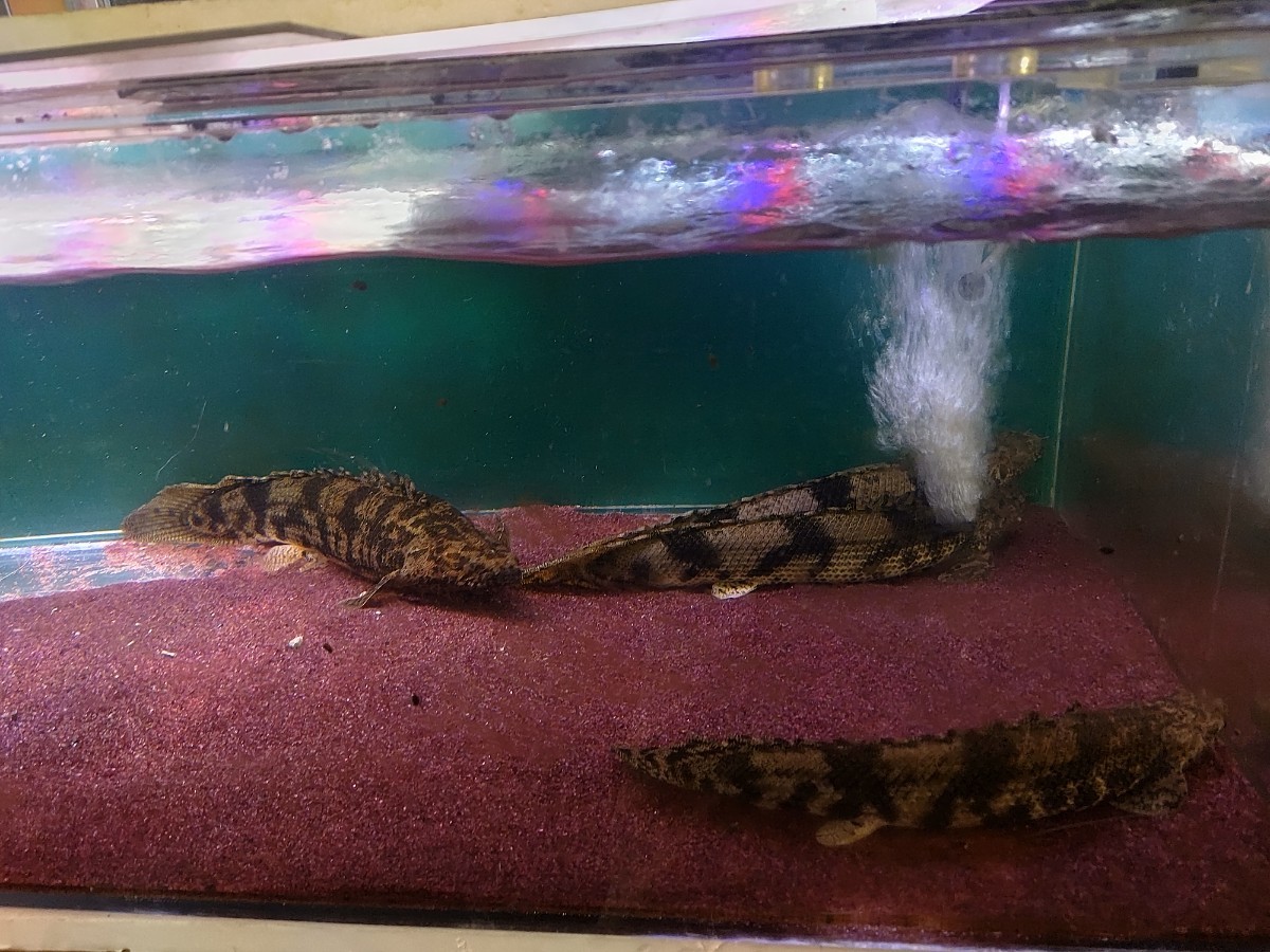 ラプエン エンドリケリー ４匹セット 滋賀県東近江市まで引き取り限定 古代魚 水槽 アロワナ ダトニオ 熱帯魚