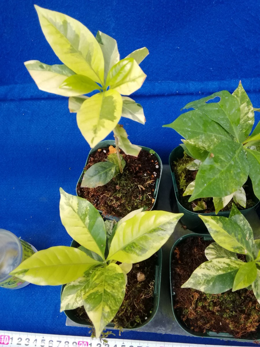 NO.1112 斑入り 古典 斑入りコーヒーの木 アラビカ種 訳あり品 6