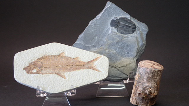 化石 レバノン産の白亜紀の魚類化石 三葉虫の化石 3点セット