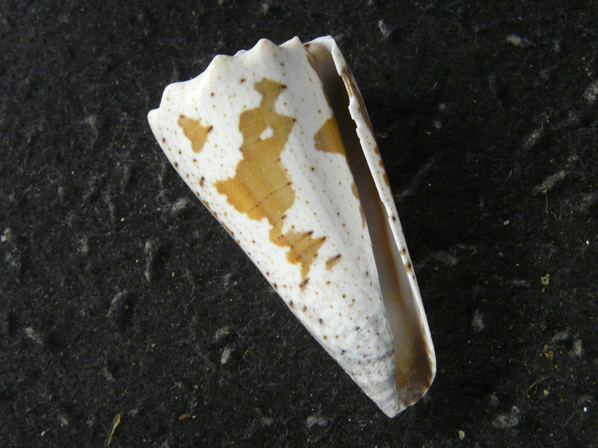 貝殻標本「アジサイイモ（大・美！）」