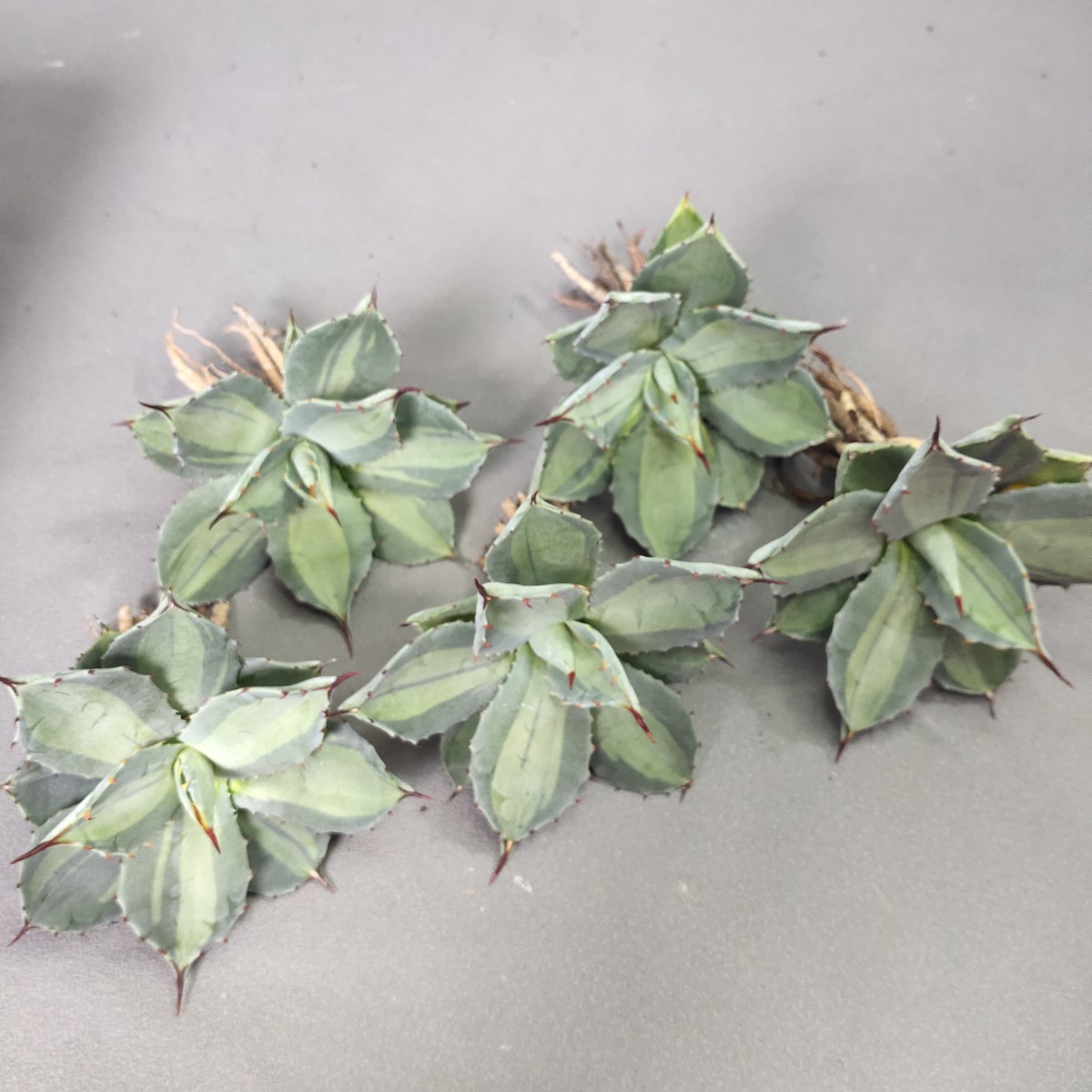 A427 アガベ 吉祥天錦 パリー ホーチエンシス 特選極上5株同梱 多肉植物 検) SAD 白犀牛 包心龍 清櫻 悪魔 暴牙 狼人 黒鯨