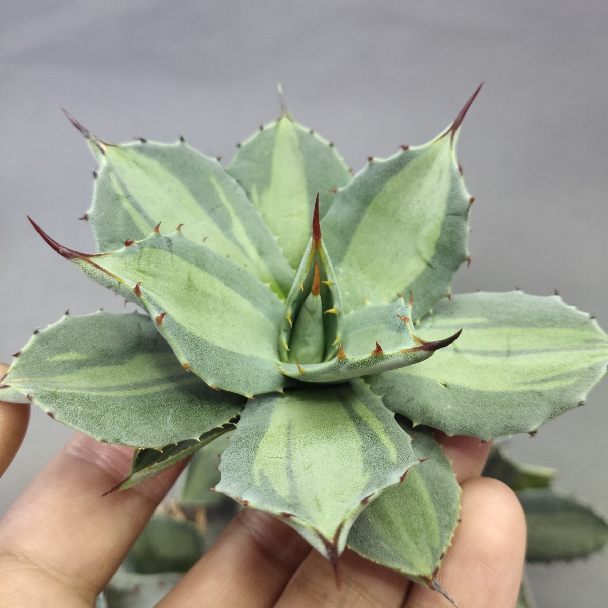 Yahoo!オークション -「アガベ 吉祥天」の落札相場・落札価格