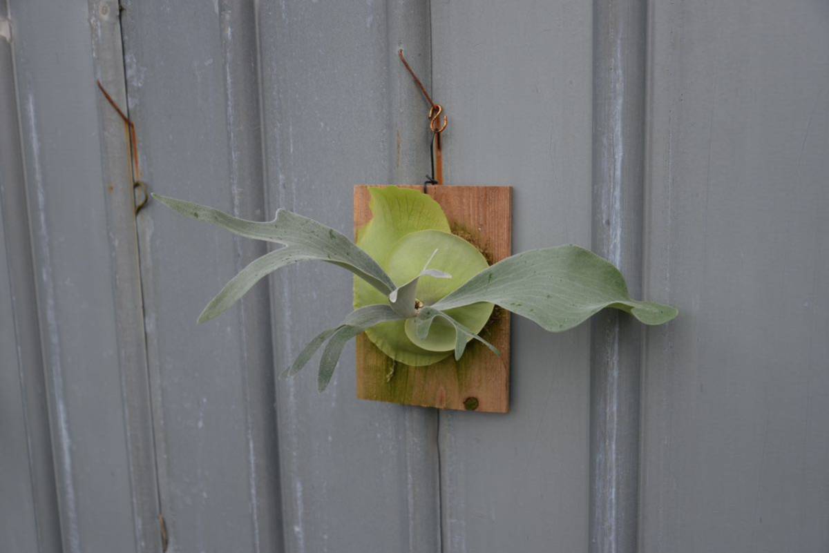 P.white mr.oat ビカクシダ コウモリラン platycerium