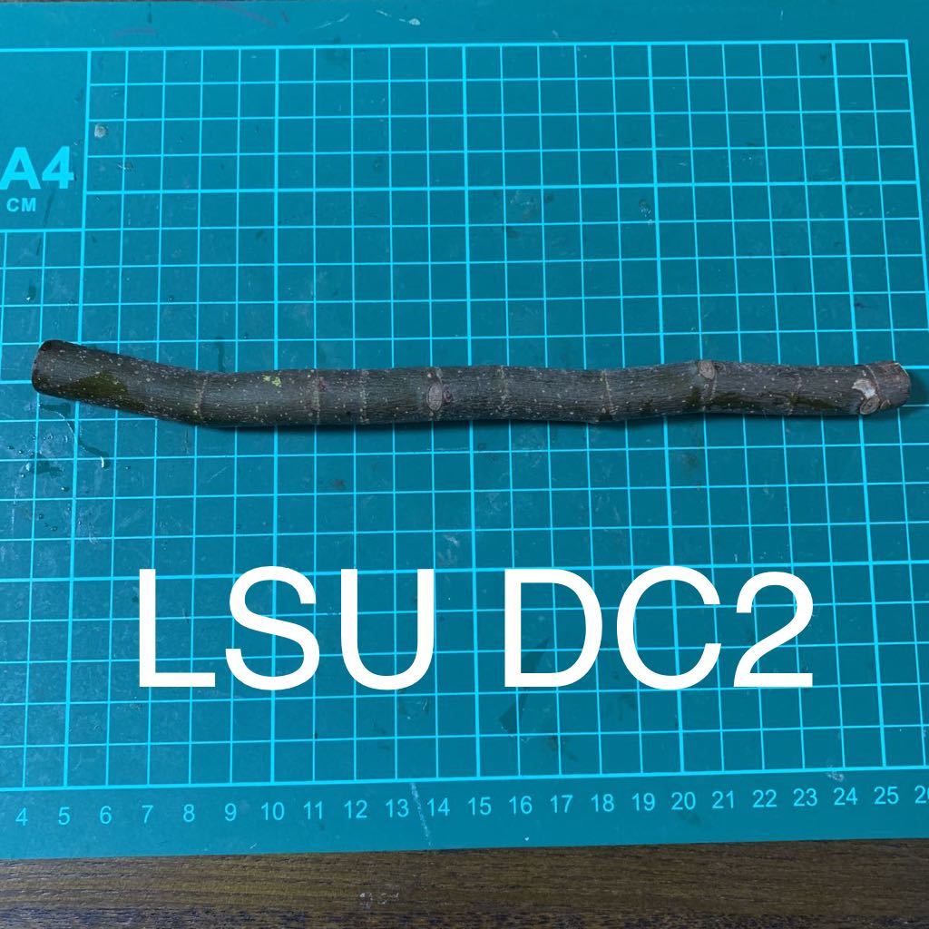LSU DC2穂木 イチジク穂木 いちじく穂木 【公式通販】