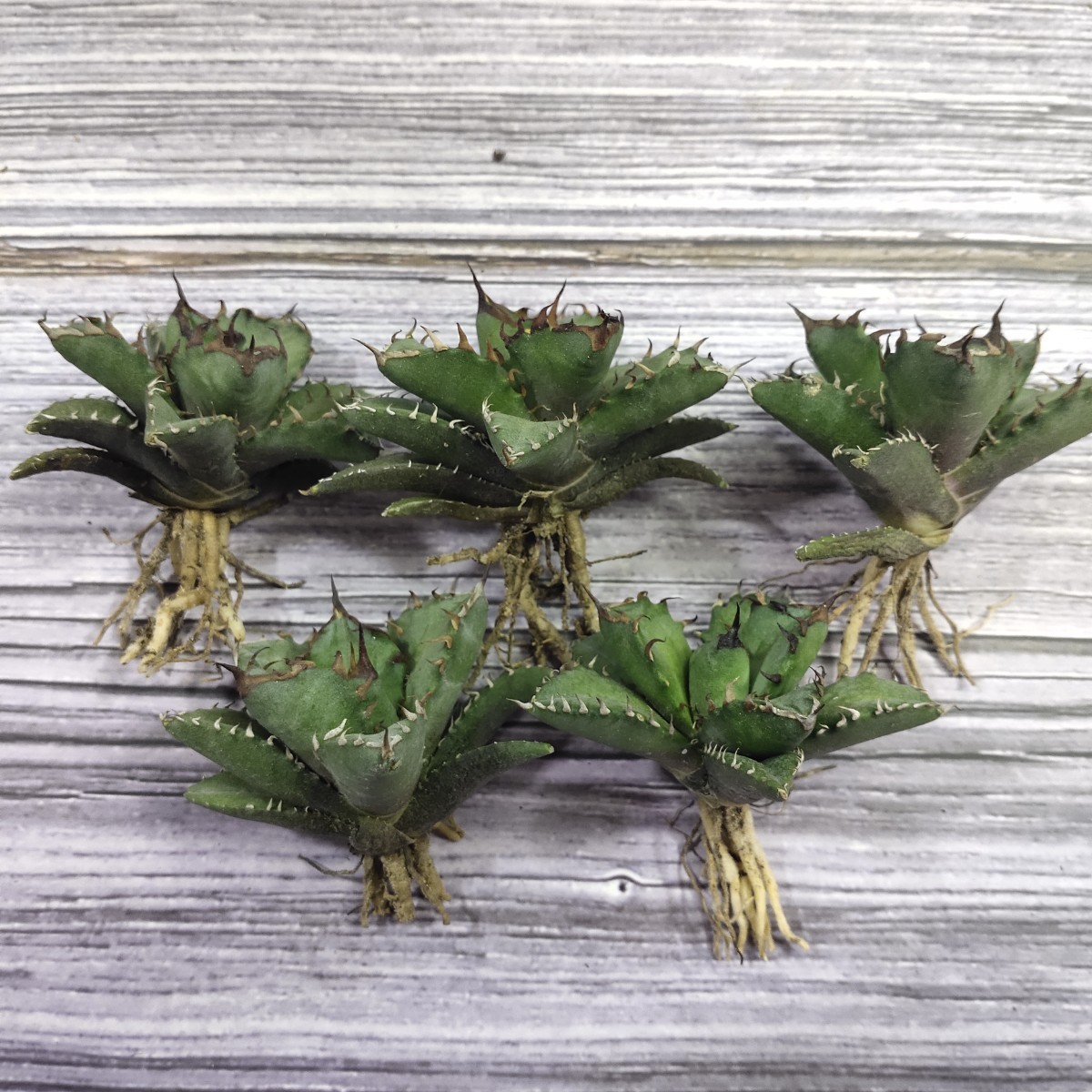 659多肉植物アガベ チタノタ 姫厳竜 爪短い 極上強棘 特選小株5株同梱