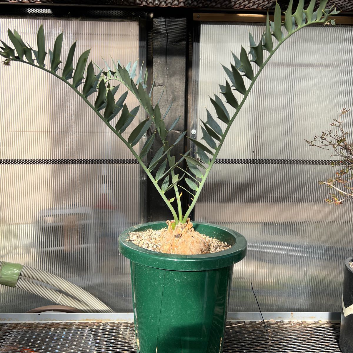 ホリダス　塊根植物　検)パキプス　グラキリス　コピアポア