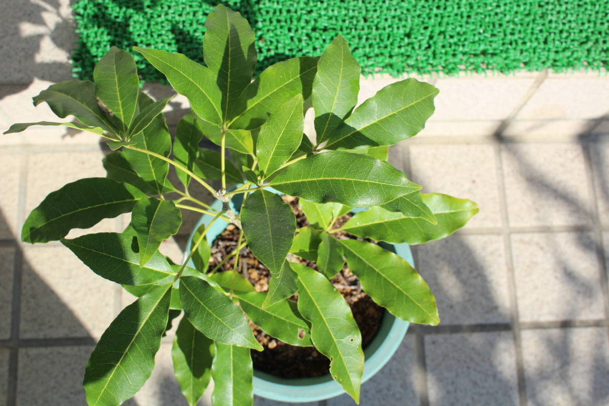 苗木・植木 くろ様専用➀-2ホワイトサポテ ルーク 接木苗