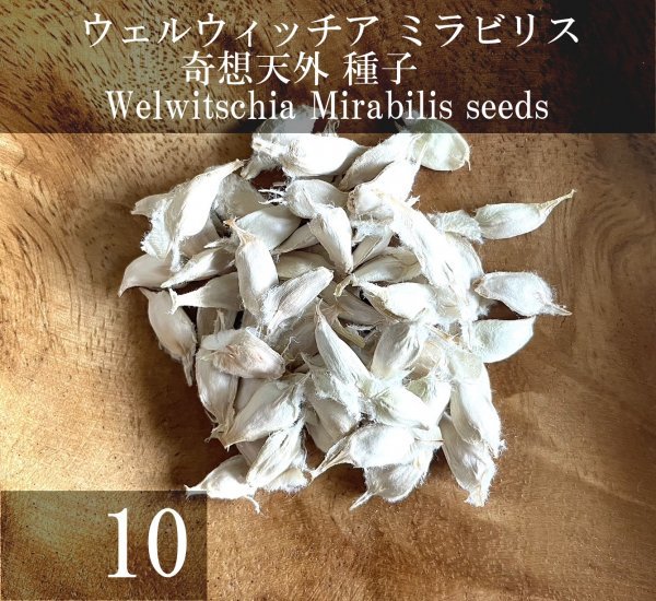 ウェルウィッチア ミラビリス 奇想天外 種子 10粒+α Welwitschia